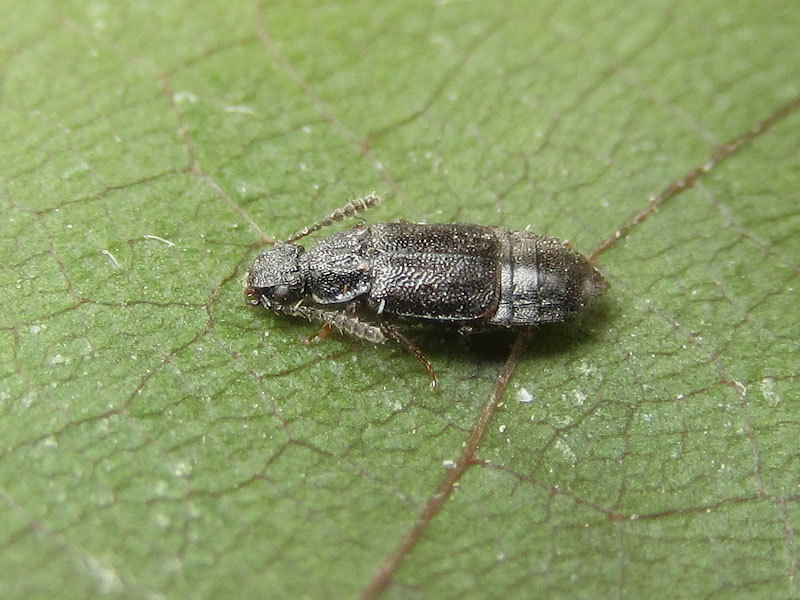 Staphylinidae: Oxytelinae ??